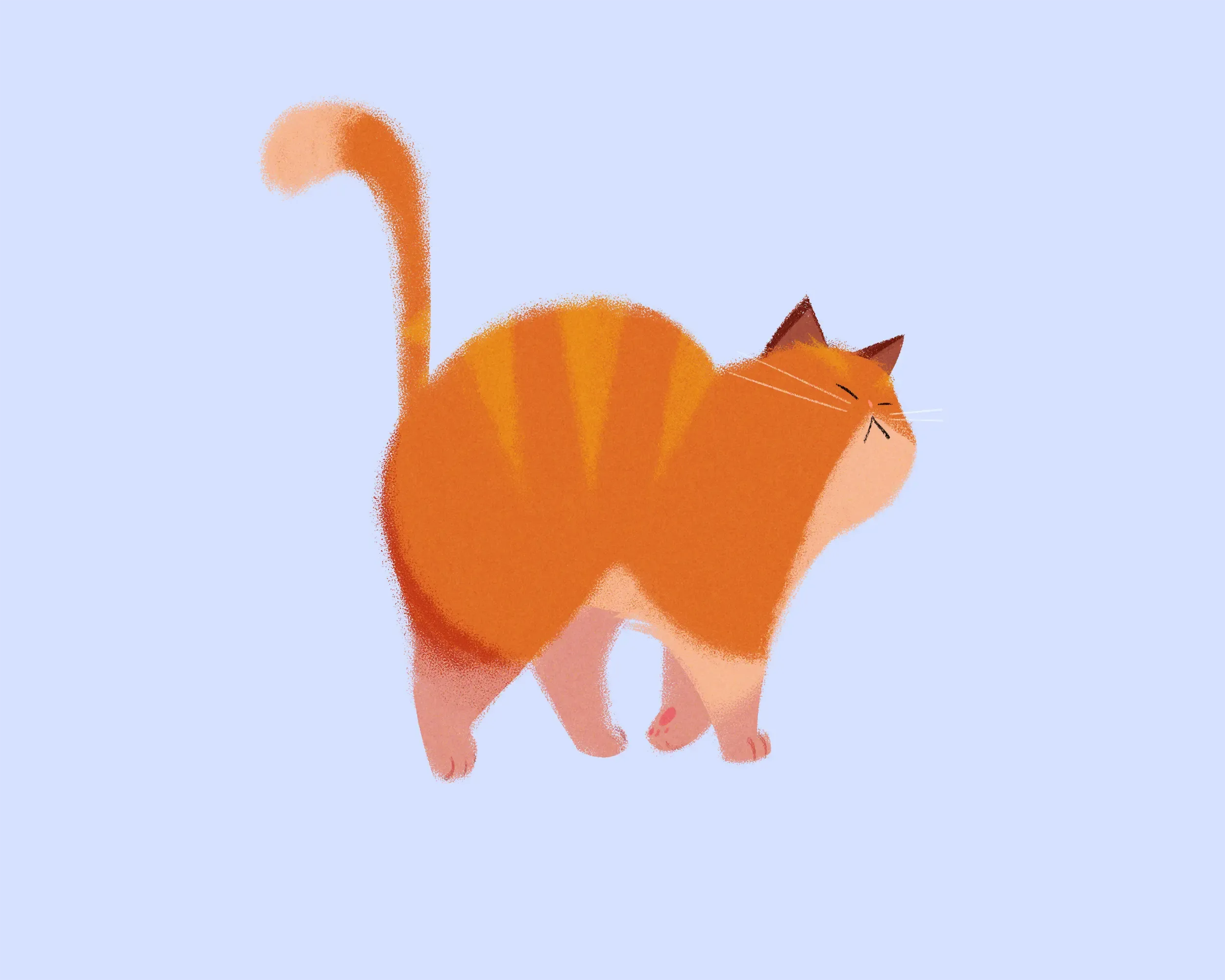 Pumpkin the cat